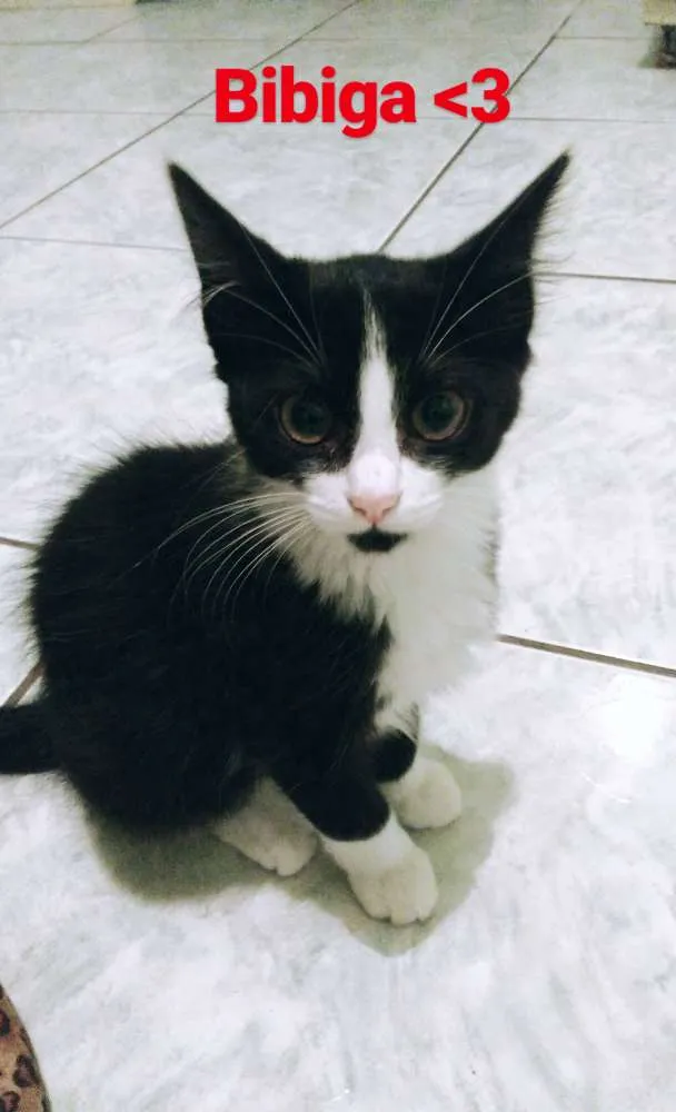 Gato raça SRD idade 2 a 6 meses nome Bibiga