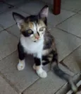 Gigi