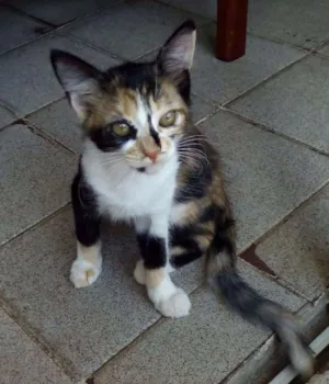 Gato raça SRD idade 2 a 6 meses nome Gigi