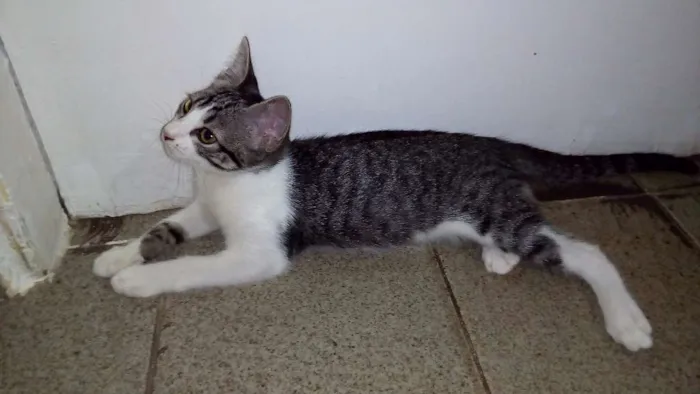 Gato ra a SRD idade 2 a 6 meses nome Gigi
