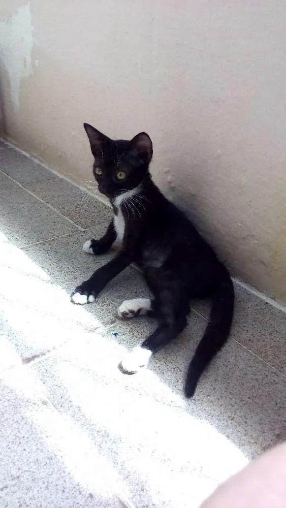 Gato ra a SRD idade 2 a 6 meses nome Gigi