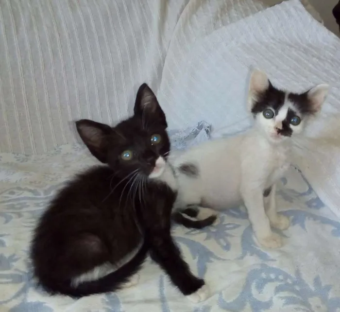 Gato ra a SRD idade 2 a 6 meses nome Gigi