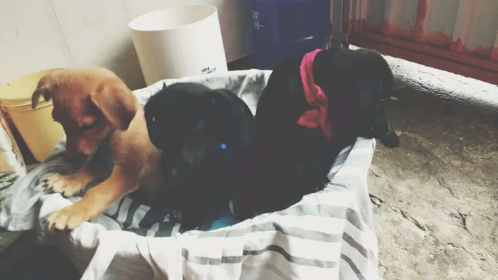 Cachorro ra a  idade Abaixo de 2 meses nome não tem nome