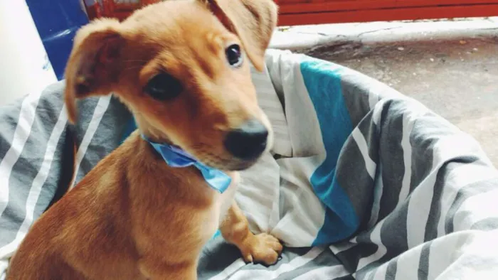 Cachorro ra a  idade Abaixo de 2 meses nome não tem nome