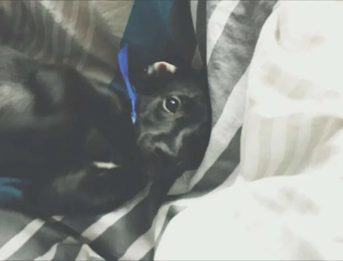 Cachorro ra a  idade Abaixo de 2 meses nome não tem nome