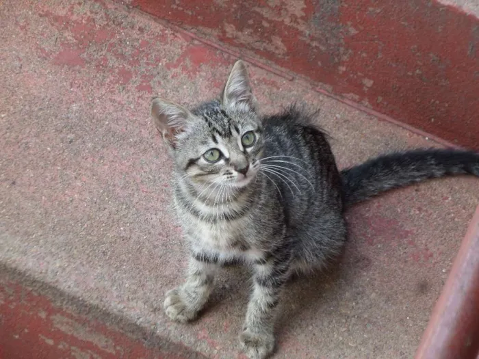 Gato ra a Comum idade 2 a 6 meses nome Sem Nome