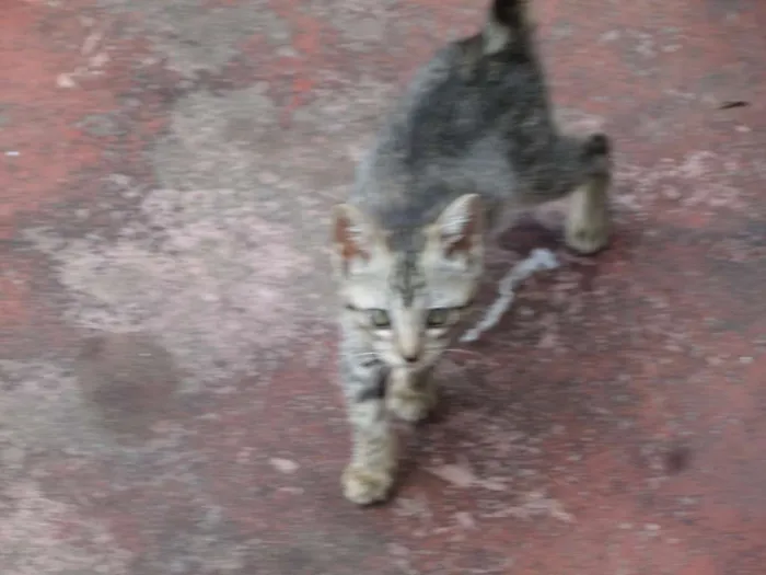Gato ra a Comum idade 2 a 6 meses nome Sem Nome