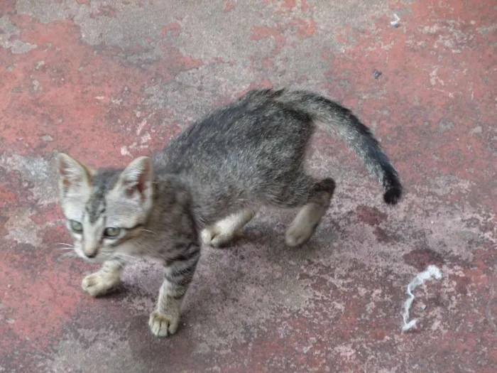 Gato ra a Comum idade 2 a 6 meses nome Sem Nome
