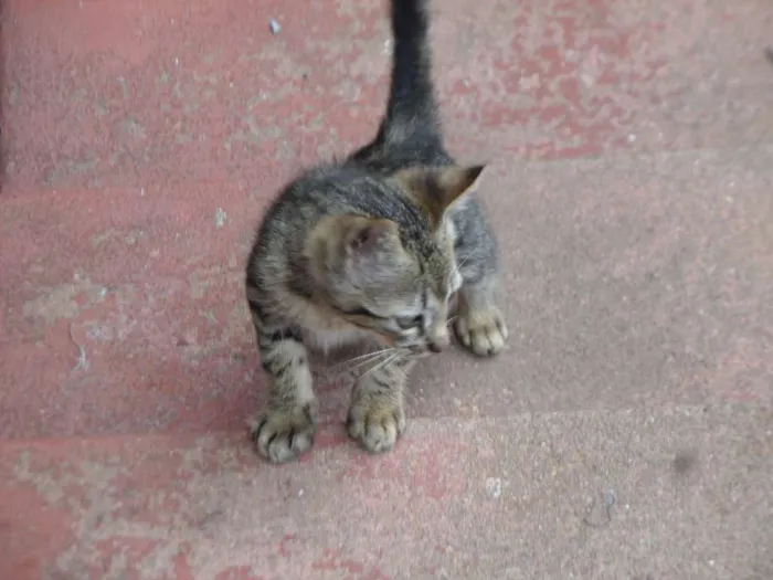 Gato ra a Comum idade 2 a 6 meses nome Sem Nome