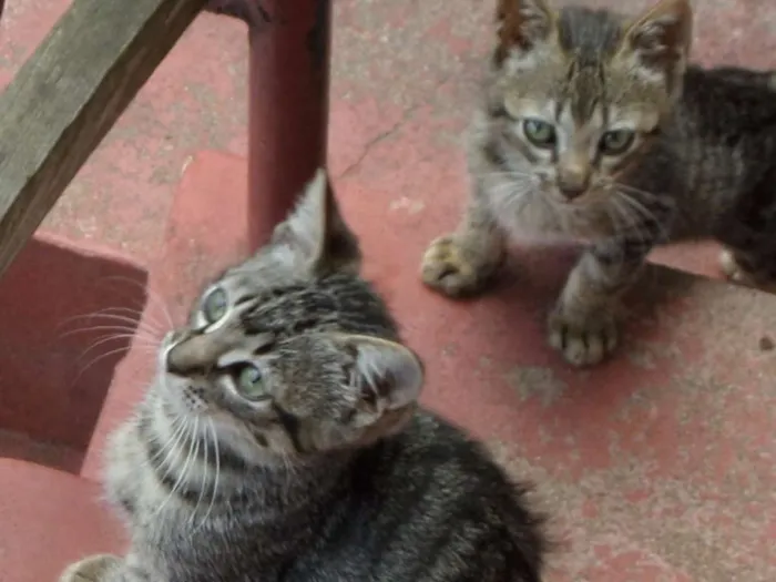 Gato ra a Comum idade 2 a 6 meses nome Sem Nome