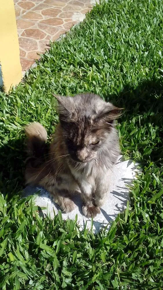 Gato ra a Maine coon idade 2 a 6 meses nome Polly