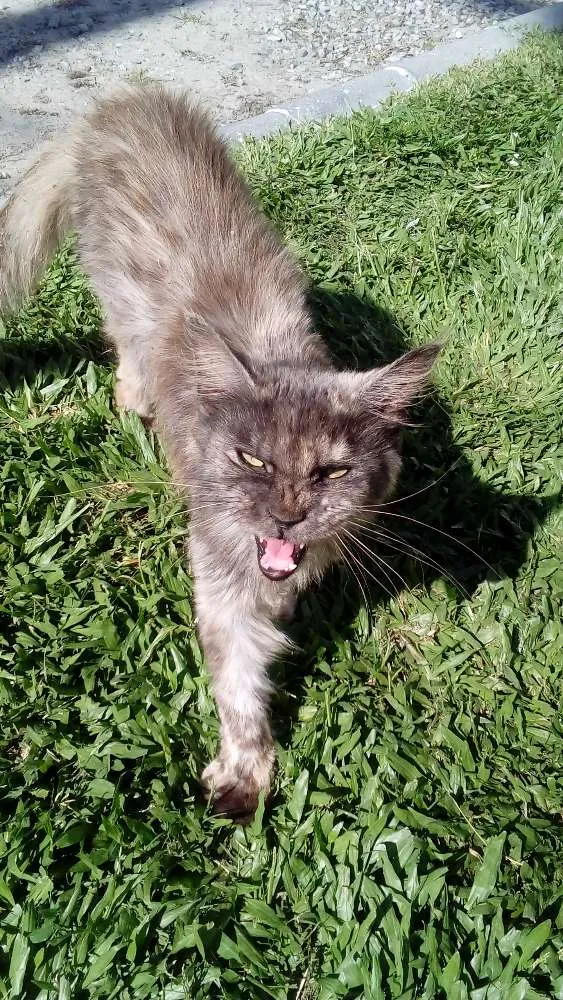 Gato ra a Maine coon idade 2 a 6 meses nome Polly