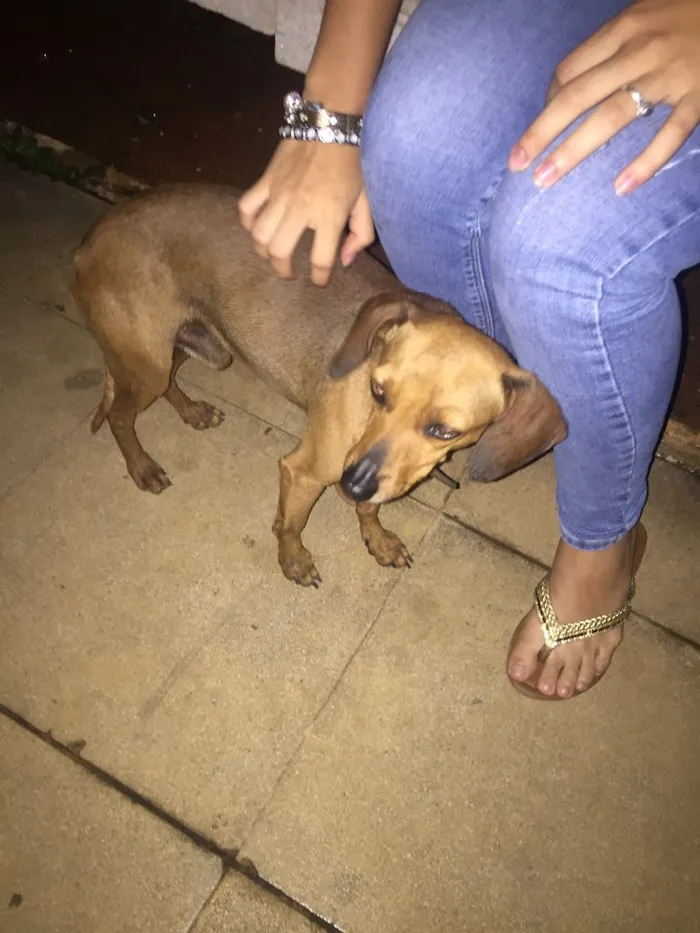 Cachorro ra a indefinido  idade 2 anos nome indefinido 