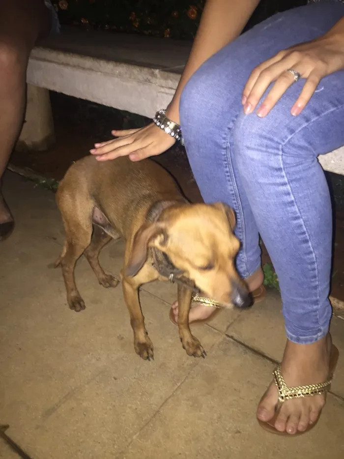 Cachorro ra a indefinido  idade 2 anos nome indefinido 