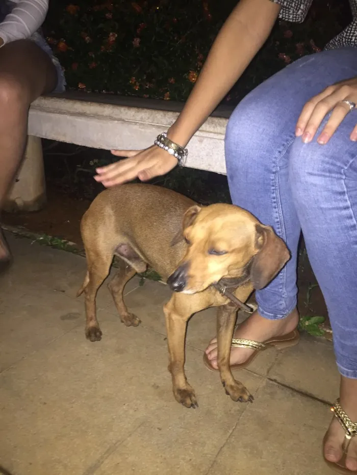 Cachorro ra a indefinido  idade 2 anos nome indefinido 