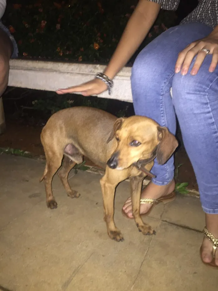 Cachorro ra a indefinido  idade 2 anos nome indefinido 