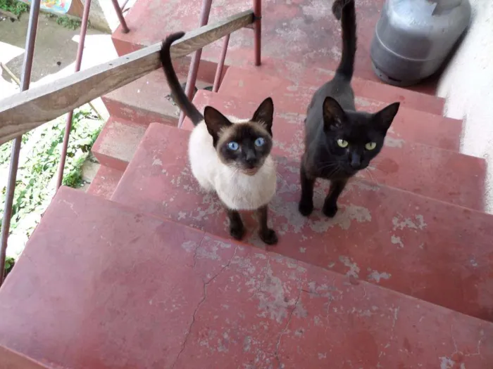 Gato ra a Comum idade 1 ano nome Sem Nome