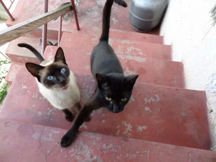 Gato ra a Comum idade 1 ano nome Sem Nome