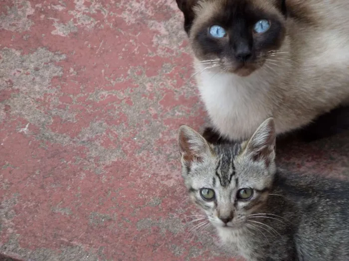 Gato ra a Comum idade 1 ano nome Sem Nome