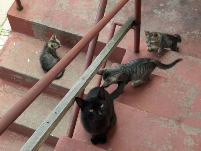 Gato ra a Comum idade 1 ano nome Sem Nome