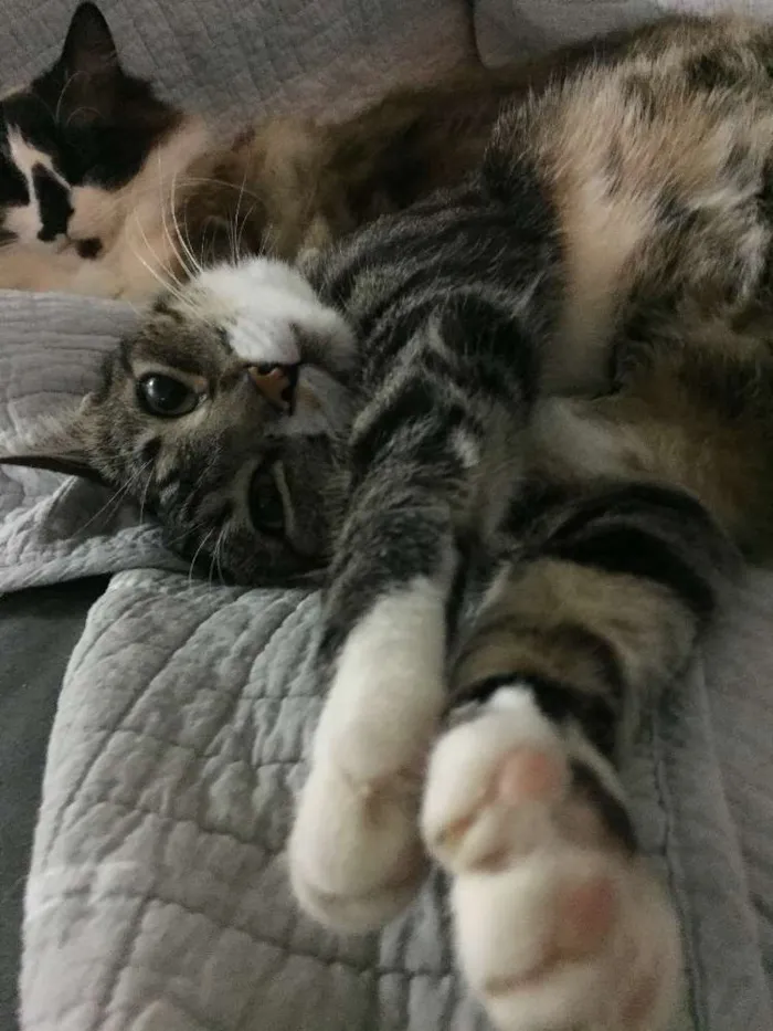 Gato ra a Srd idade 5 anos nome Mingau
