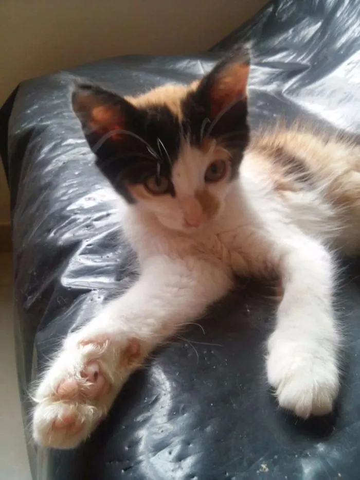 Gato raça  idade 2 a 6 meses nome Teo e Lola