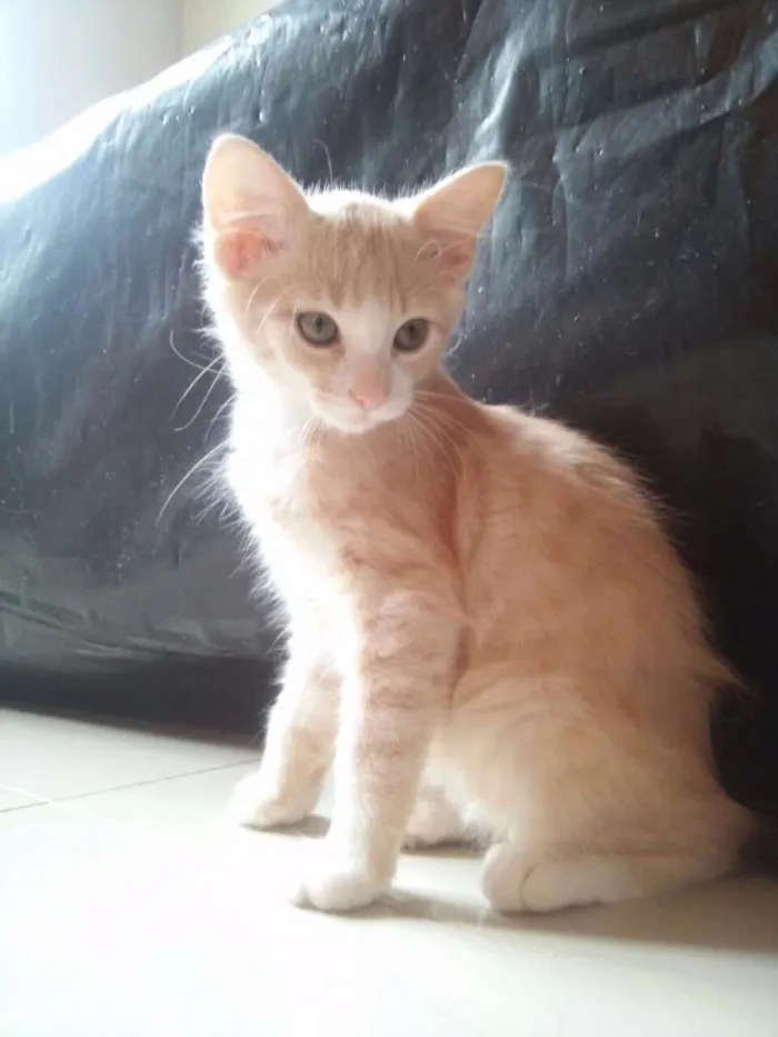 Gato raça  idade 2 a 6 meses nome Teo e Lola