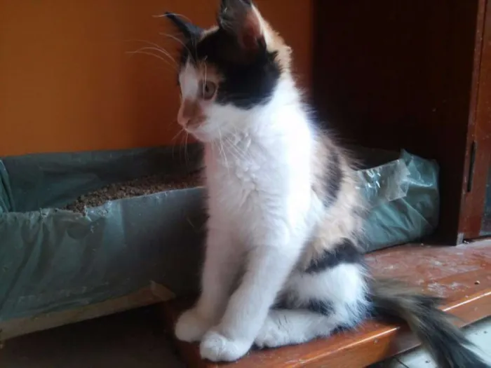 Gato raça  idade 2 a 6 meses nome Teo e Lola