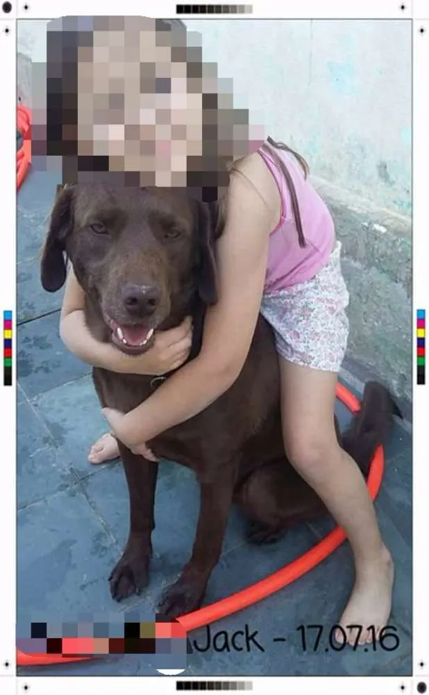 Cachorro ra a Labrador idade 2 anos nome Jake