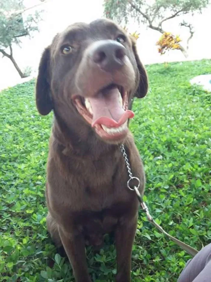 Cachorro ra a Labrador idade 2 anos nome Jake