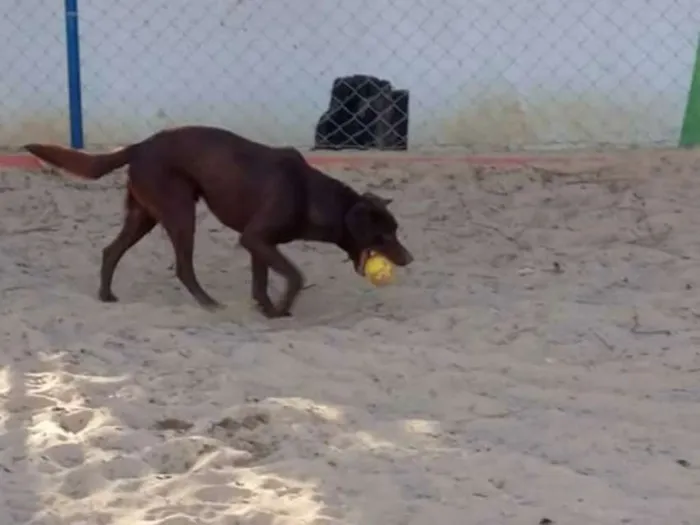 Cachorro ra a Labrador idade 2 anos nome Jake