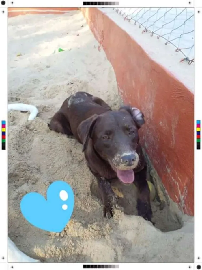 Cachorro ra a Labrador idade 2 anos nome Jake