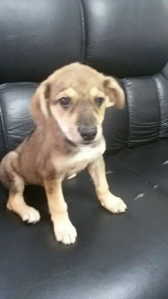 Cachorro ra a srd idade 2 a 6 meses nome Billu
