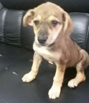 Cachorro raça srd idade 2 a 6 meses nome Billu