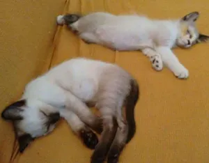 Gato raça Siamês MIX idade 2 a 6 meses nome Felinos Bebes