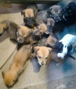 Cachorro raça SRD idade 2 a 6 meses nome Bebes