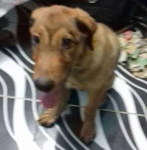 Cachorro raça Indefinida idade 2 a 6 meses nome Snoop