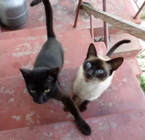 Gato raça Comum idade 1 ano nome Sem Nome