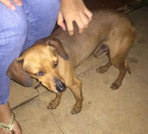 Cachorro ra a indefinido  idade 2 anos nome indefinido 