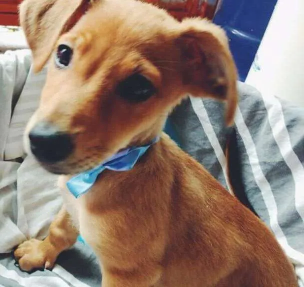 Cachorro ra a  idade Abaixo de 2 meses nome não tem nome
