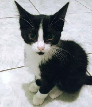 Gato raça SRD idade 2 a 6 meses nome Bibiga