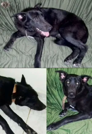 Cachorro raça SRD idade 7 a 11 meses nome Pretinho