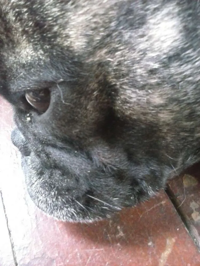 Cachorro ra a Bulldog francês idade 3 anos nome Monstro