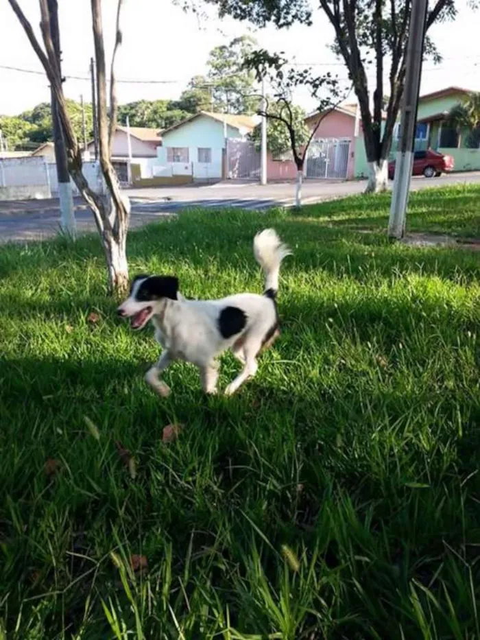 Cachorro ra a SRD idade 3 anos nome Yuki e Sheldon 