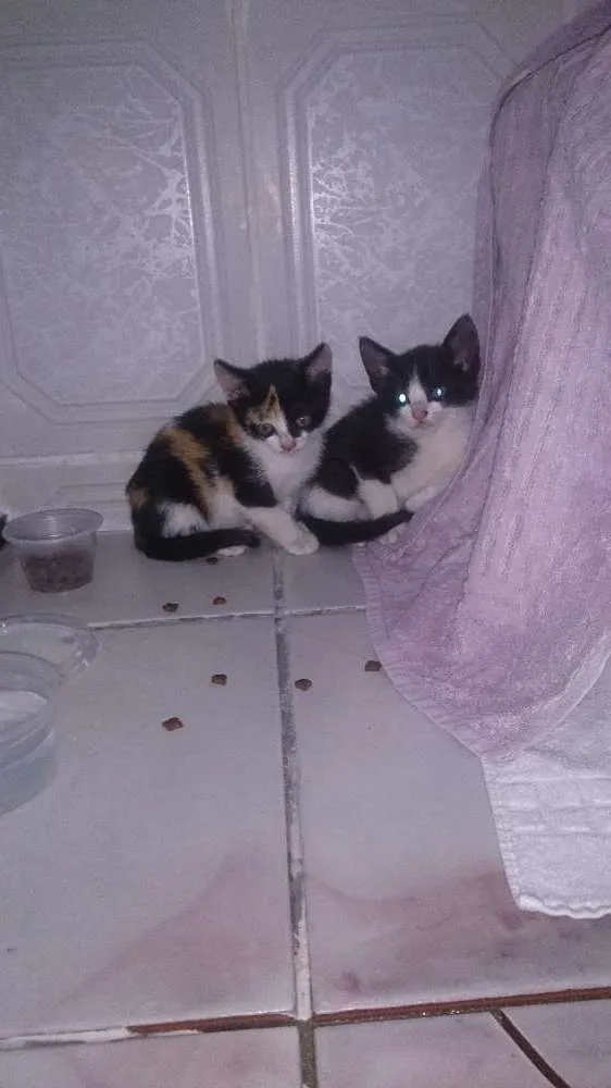 Gato ra a Sem raça  idade Abaixo de 2 meses nome Sem nome 