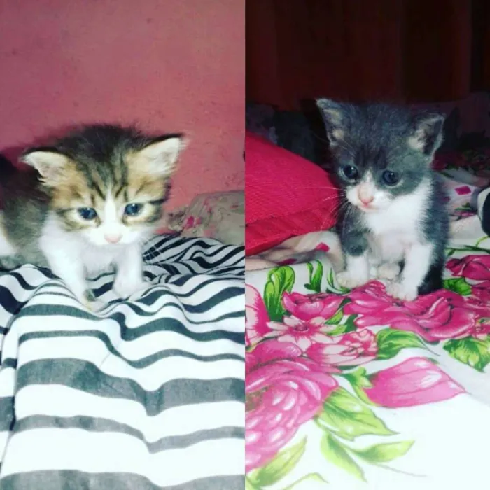 Gato ra a desconhecida idade Abaixo de 2 meses nome sem nome