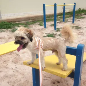 Cachorro raça york poodle idade 7 a 11 meses nome ROK