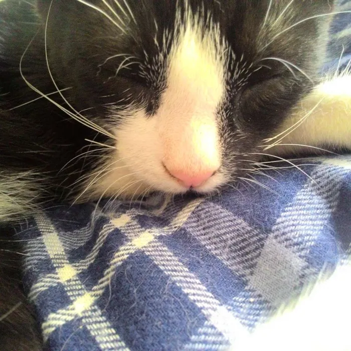Gato ra a SRD idade 2 a 6 meses nome Miaus