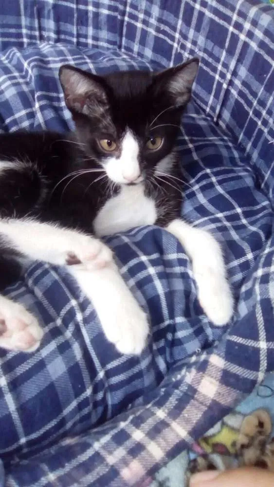 Gato ra a SRD idade 2 a 6 meses nome Miaus
