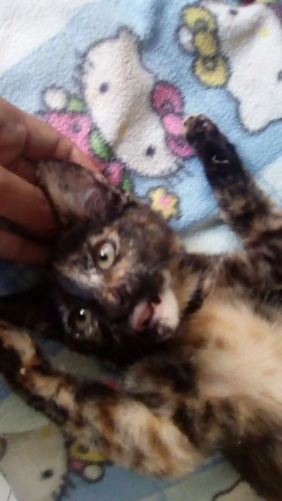 Gato ra a SRD idade 2 a 6 meses nome Miaus